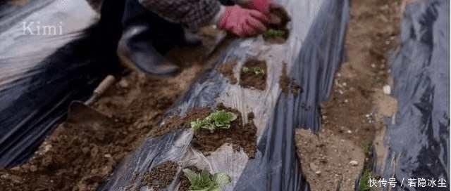  『治愈』辞职回乡下种菜的韩国“李子柒”不出镜，却治愈200万人