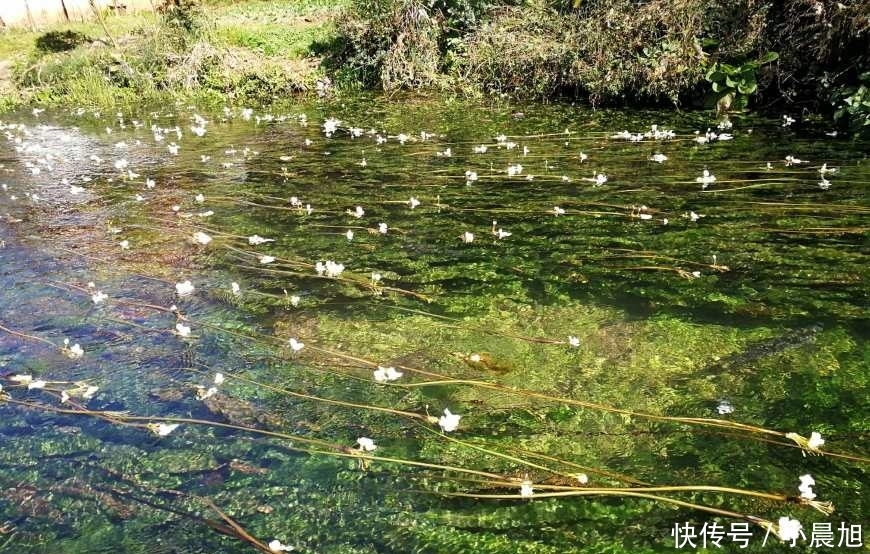 农村最娇贵的野菜，连化肥都不能用，曾多到喂猪，如今成保护植物