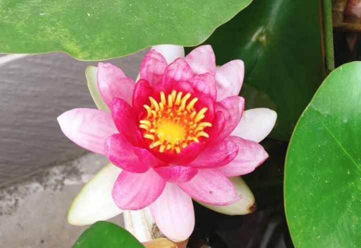  朱瑾■夏天养花，这几种花怎么少，花美好养很耐晒，喜光喜水花期长，美爆了！