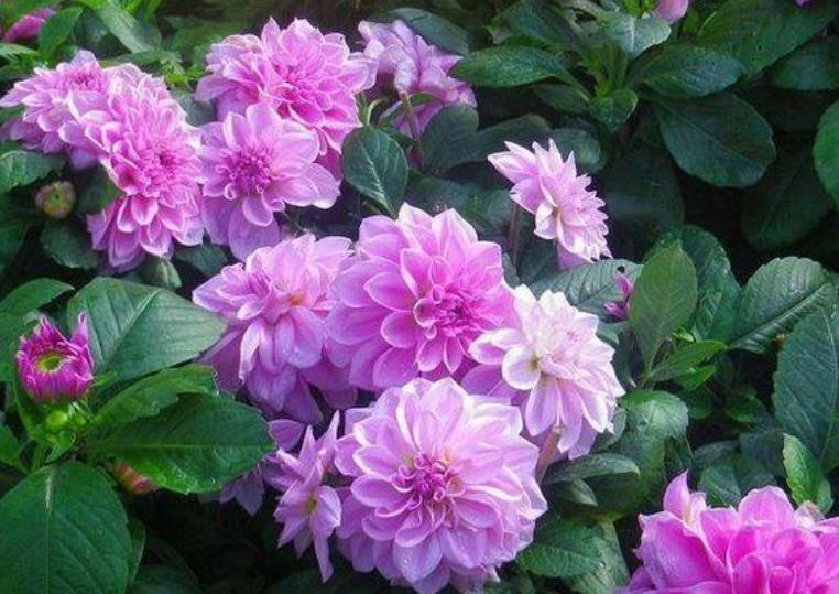  充足■“4种花”不怕热，越热开得越旺，养在家里能开一春夏！