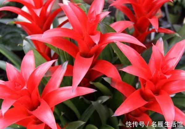 随便:这4种树“镇宅又聚财”,个个都是财神爷,千万别随便送人!