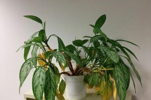  盆栽|盆栽植物叶片突然变成褐色，突然死亡是什么原因