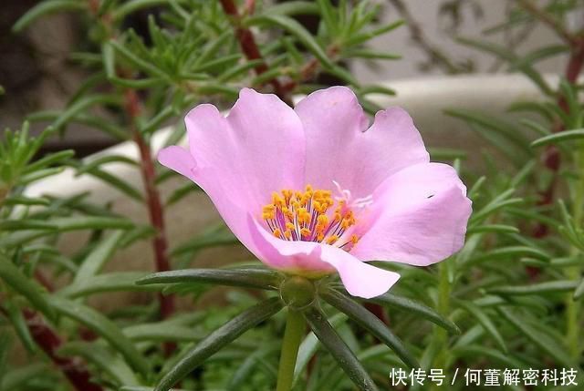 『就可以』太阳花到了生长旺期,注意这几点,花期提前还能爆盆