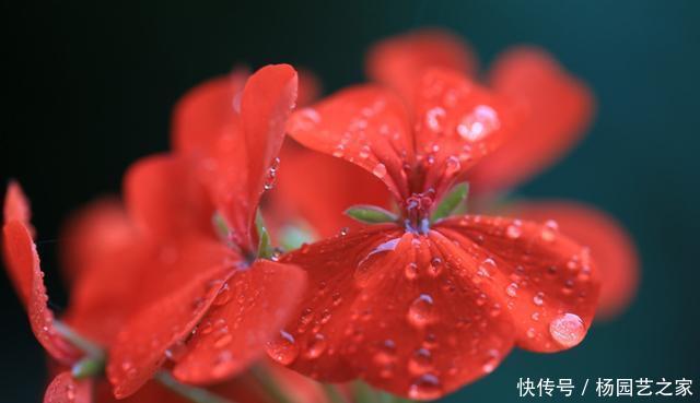 「养易」室内必养的3种花,好养易活能爆盆,谁养谁喜欢,看看你都养过吗