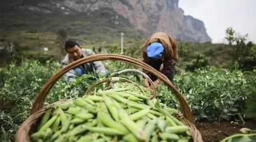  「蔬菜种植」都说种菜赚钱靠“品种”？按这三种思路博品种，今年赚钱机会更大