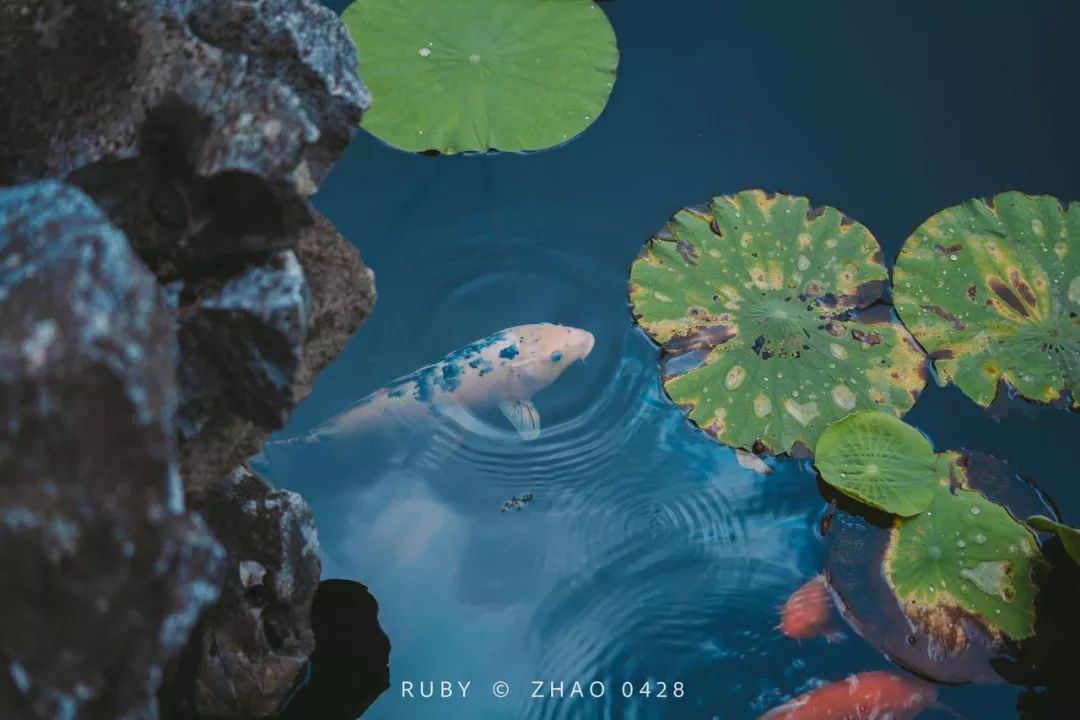 没有乌镇周庄盛名，它是中国第一座被列入世界文化遗产的江南小镇