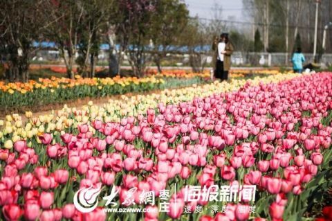  「郁金香」45秒|美到舍不得眨眼！枣庄的郁金香开了