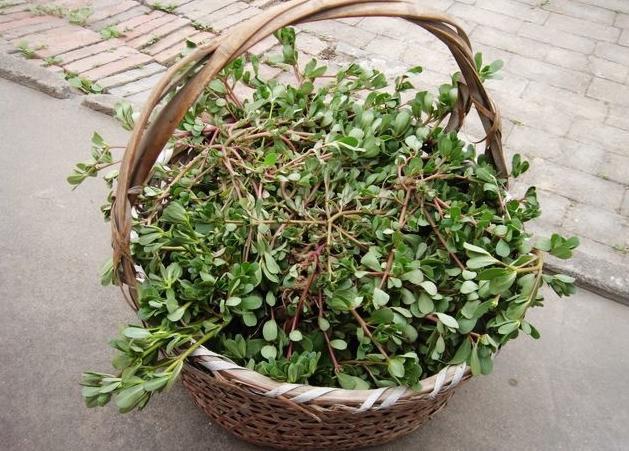 田地两旁的野草，睡前洗脸，祛斑强过激光10倍，一周脸蛋干干净净