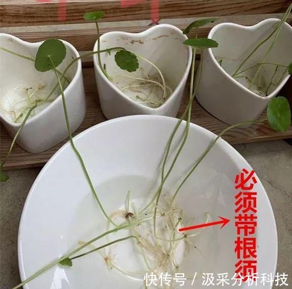 『打造』打破常规,用一个废旧衣架,打造铜钱草独特造型