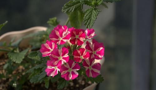 「梦乡」喜欢菊花,不如养盆“珍品菊花”久米梦乡,似粉嫩绒球,可爱优雅