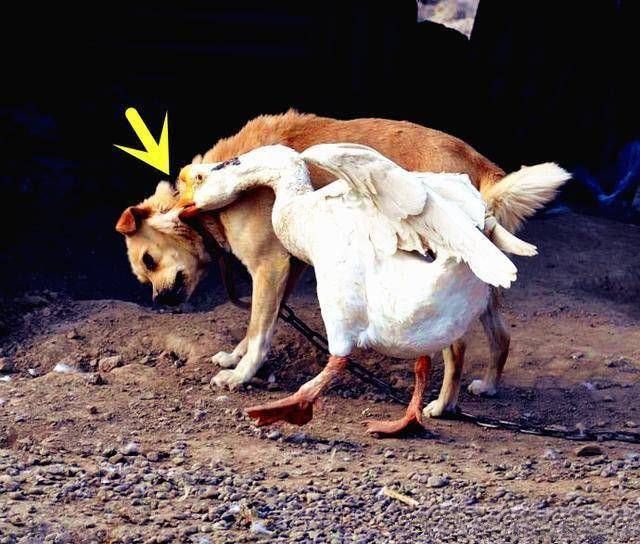  「家里」农村家养的鸭子16一斤，集市上烤鸭16一只，不怕赔钱吗