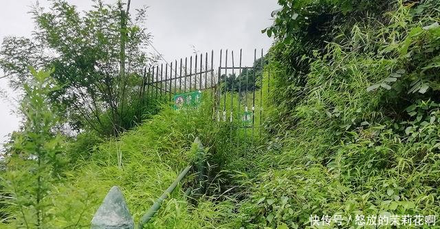 大名鼎鼎的24道拐，半价50元上山看一条盘山路，你觉得值吗