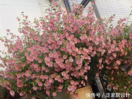  [常见]这4种常见花堪称“开花机器”，盆栽上几盆，花开繁盛惹人爱！