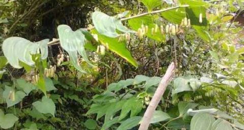 农村这一种野草 农民拿它去喂猪 却不知它是昂贵的种子之精