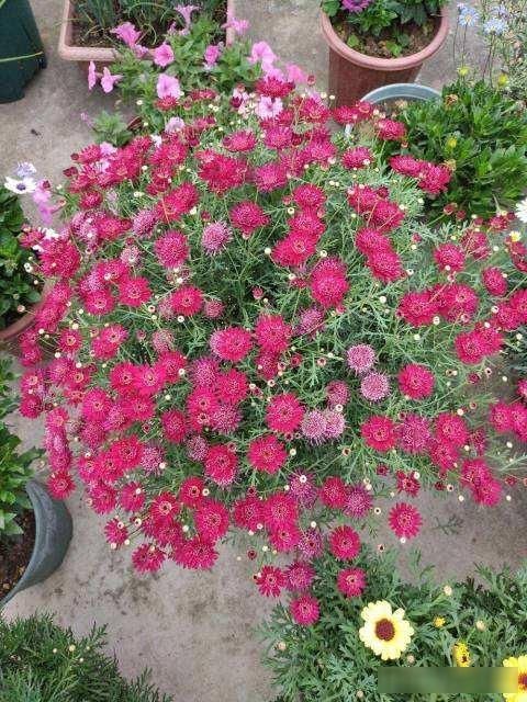 顶芽:这花就是欠“掐”,把顶芽掐掉,掐得越狠,开花越多