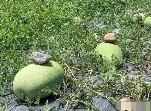 农民种植西瓜,为什么要在西瓜上压一块石头农民伯伯告诉你答案