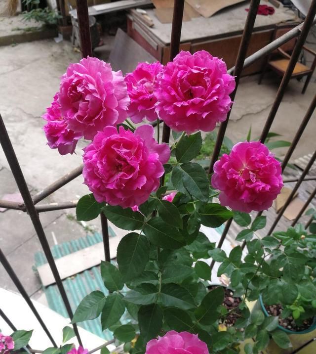  个妙：3个妙招养月季花,开花枝叶繁密,现在正是时候