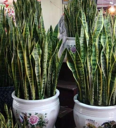 『掰1根枝养』这3种植物,别再花钱买了,掰下“1根枝”藏土里,能活出一整盆!