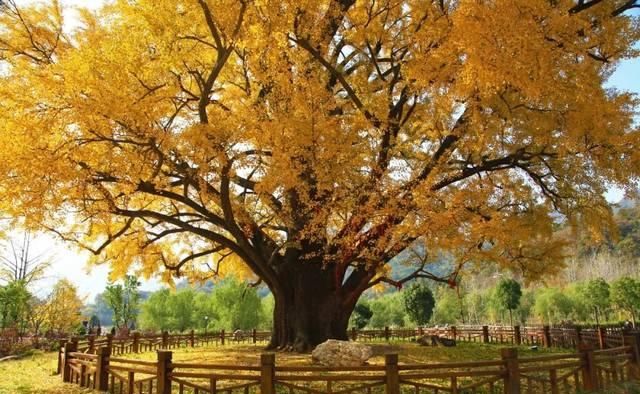 不用去婺源，湖北也有神仙秋景可赏，自驾2小时直达！