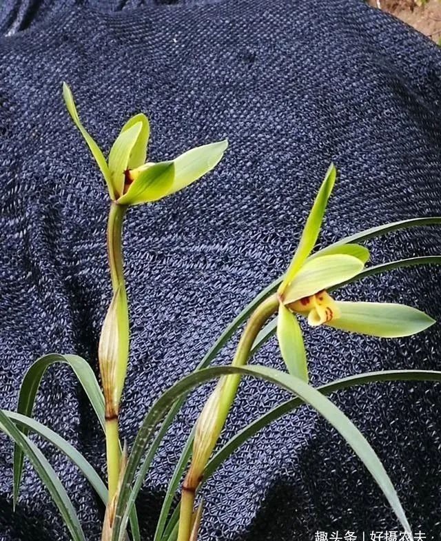 『春兰』不同的兰花授粉后,第二年会开出好花吗