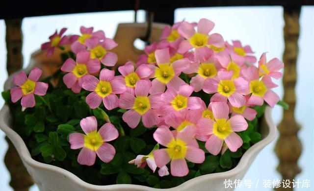 家里|适合养在家里的3种花，沾土就能活，爆盆很简单，一年开花200天