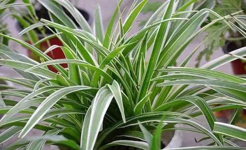  家里■家里装修，我这么繁殖“吊兰”，省钱还快