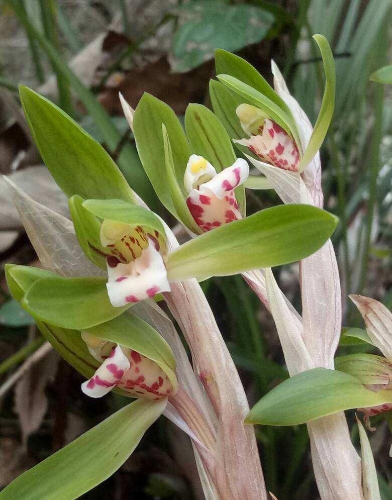  花生壳@兰花养得好不好，看看植料就知道，这些技巧你知道吗？