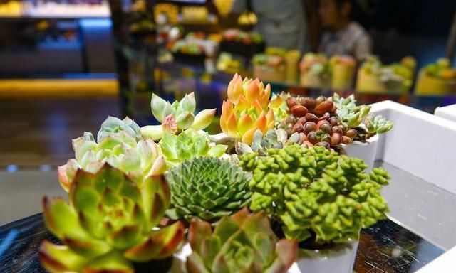  「植物」养多肉植物为啥一定要学会叶插？5个理由够不够，不够再加1个