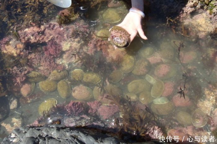 地震后海面隆起一个小岛，当地居民发现上面的东西而喜出望外