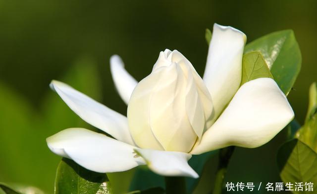 『遥遥无期』栀子开花遥遥无期?专业花匠来指点,从此阳台被“霸占”