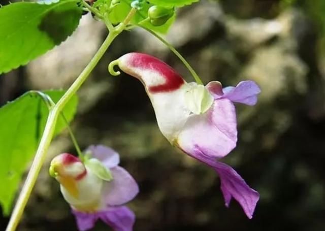  『植物』有时候，花朵也在模仿动物，模仿人类，多有趣啊