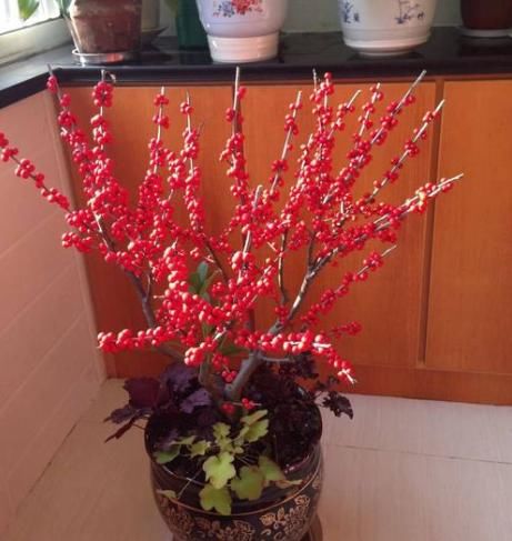  [观赏价值]“红红火火”的4种花，放几盆在屋里，生活事业年头旺到年尾