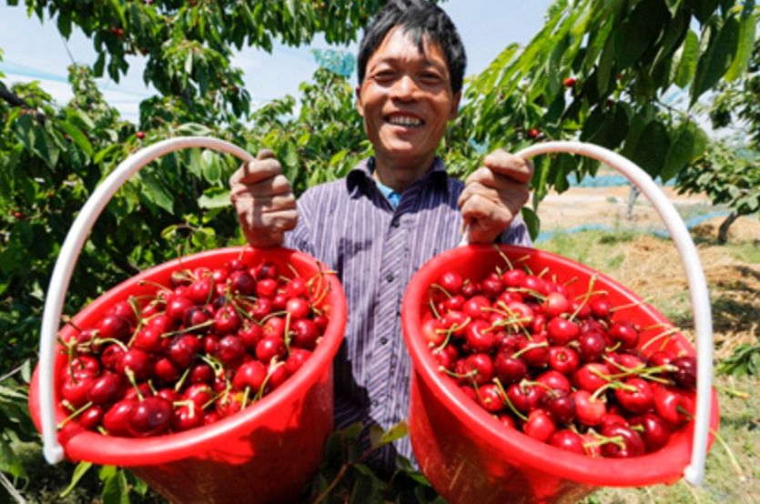  「苦心」大学生回农村苦心创业，种植新型果树，当年便能坐拥一