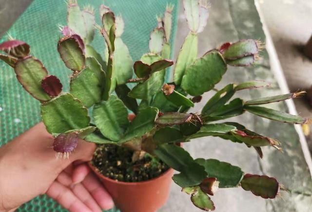  [控制]植物出现旺长时，都需要怎么控制比较好？