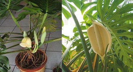  虎皮兰：这3种花是“绿色卫士”，帮助睡眠还好养，每个房间放一盆不嫌多