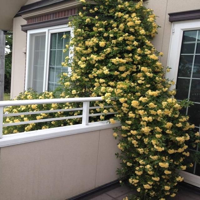 我国最美花树，少抽3包烟也要种1棵，一年花开200天，当年开花