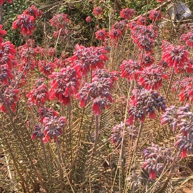  慎养■这花要慎养，每年砍掉3麻袋，照样蹭蹭长