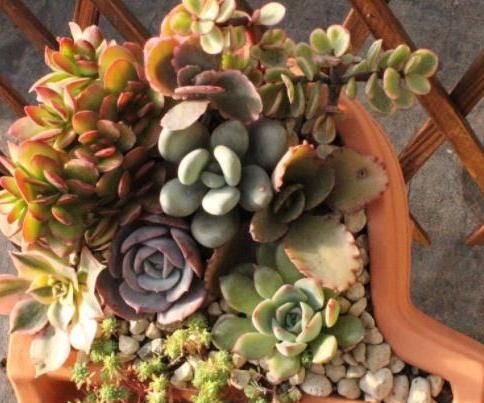 花盆■种植多肉植物,换盆全靠’砸’盆,谁能想到养花的不是土豪
