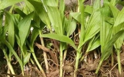  「发现」农村地里发现它，就赶紧偷偷挖回家种起来，有人靠它年