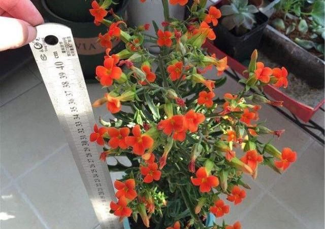  『剪掉』养长寿花用这两个小技巧，开花一团团，枝繁叶茂花儿多