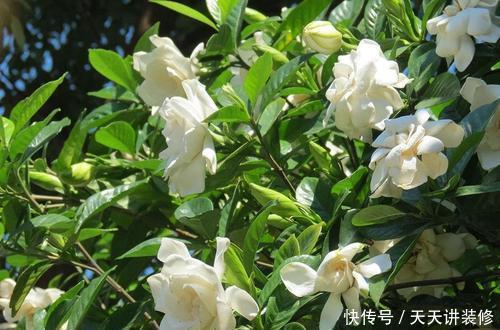  【油绿】最厉害的养花营养液：给栀子花喝一勺，四季油绿，猛长花苞