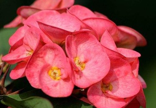  「懒人」适合懒人养的“四季花”，四季开花，枝头窜满花苞，爆出一片花海