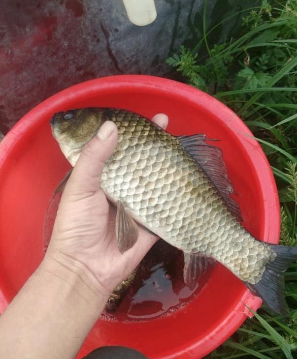 钓上来:黄金钓鱼季还在钓瓜子鲫?教你几个靠谱的方法,包你鲫鱼越钓越大