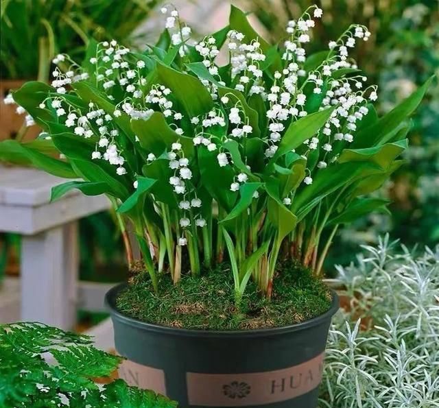  『天使』喜欢白色？这五种“洁白花”不可错过，美如雪中天使
