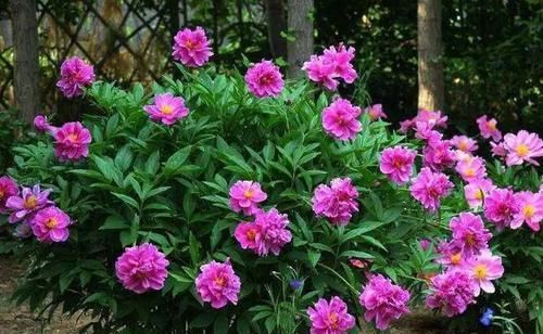  『耧斗菜』4种花别着急买，种下不开花，买来就是浪费钱