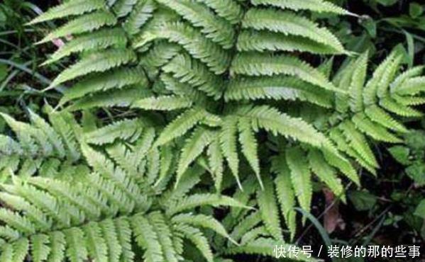  「种植物」在井边生长的这类草，如今真的很少见，居然有珍贵的价值