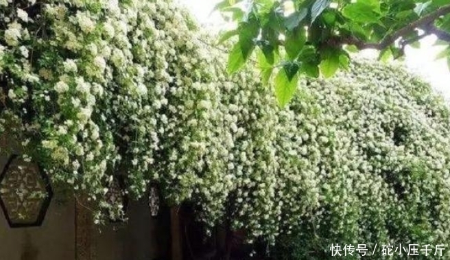  #适合#3种盆景正当花期，四季如春寓意好，适合情人节送女朋友