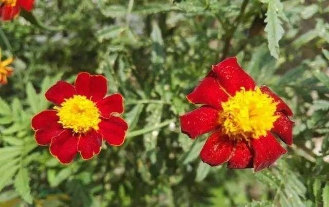  『错过』六种最有效的驱蚊植物，现在养夏季正好能用上，不要错过哦！