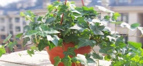  『家里』这几款植物养在家里，沾土就能活，不易生病好养护