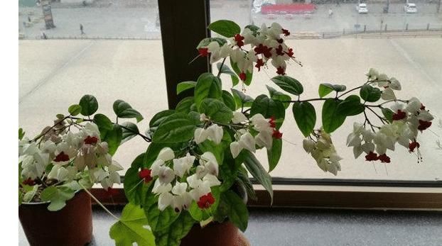  『有花赏』?盆栽新宠，花型奇特，漂亮又好养，家里种一棵，四季有花赏